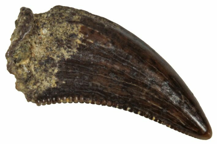 Serrated, Dromaeosaurid Theropod (Acheroraptor) Tooth - Montana #341077